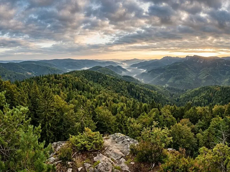 Bayerischer Wald